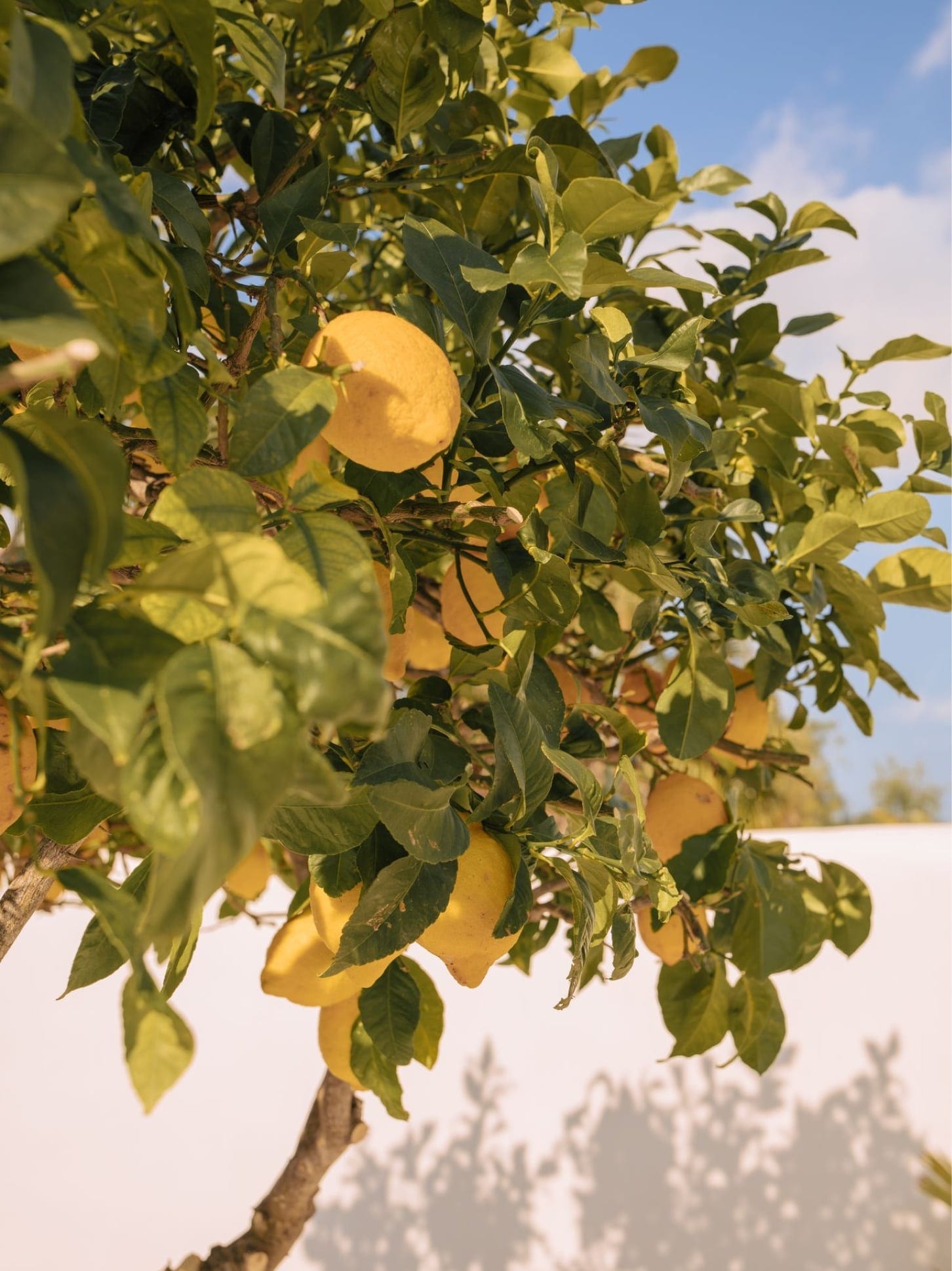 Saint & Sofia - Paradiso